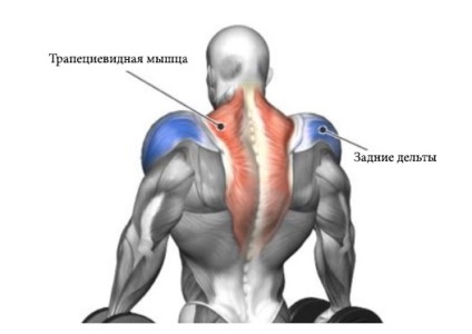 Exercitarea Shraga pentru dezvoltarea muschilor trapezi