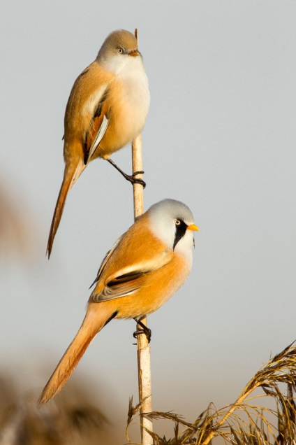 Moustached titmouse (szakállas, lat