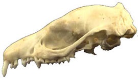 Arici uriaș, arici uriaș (hemiechinus auritus) Descrierea ariciului deșert, reproducere, hrană, dușmani,