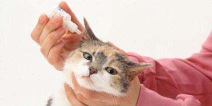 Acarianul acneei la pisici, simptome, tratament la domiciliu