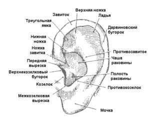 Az emberi fül és annak struktúrája fotó és diagram a középfül, az aurikum és más részei