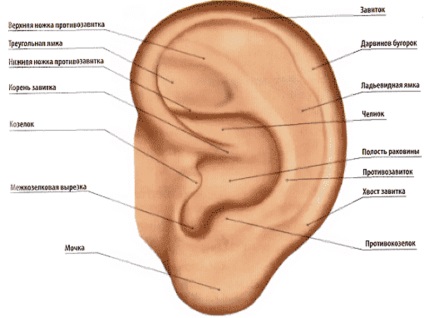 Az emberi fül és annak struktúrája fotó és diagram a középfül, az aurikum és más részei