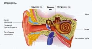 Az emberi fül és annak struktúrája fotó és diagram a középfül, az aurikum és más részei