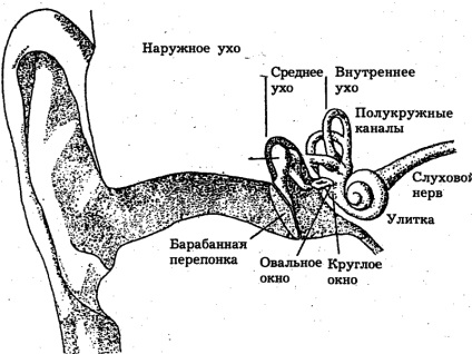 Az emberi fül és annak struktúrája fotó és diagram a középfül, az aurikum és más részei