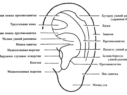 Urechea umană și structura ei fotografie și diagrama urechii medii, auricule și alte părți ale acesteia