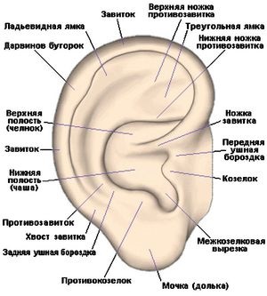 Urechea umană și structura ei fotografie și diagrama urechii medii, auricule și alte părți ale acesteia