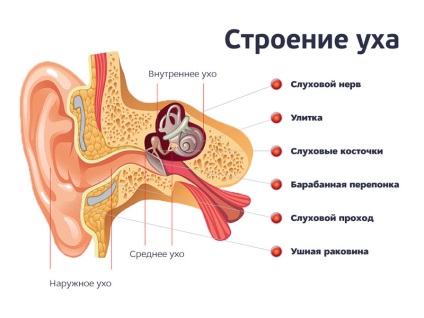 Az emberi fül és annak struktúrája fotó és diagram a középfül, az aurikum és más részei