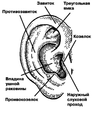 Az emberi fül és annak struktúrája fotó és diagram a középfül, az aurikum és más részei