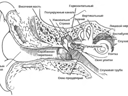 Az emberi fül és annak struktúrája fotó és diagram a középfül, az aurikum és más részei