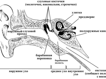 Az emberi fül és annak struktúrája fotó és diagram a középfül, az aurikum és más részei