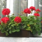 Grijă pentru geraniums acasă - sfaturi pentru începători