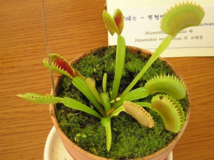 Venus flytrap