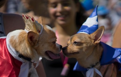 Un carnaval distractiv pentru câini și gazdele lor din Rio de Janeiro