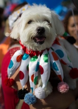 Un carnaval distractiv pentru câini și gazdele lor din Rio de Janeiro