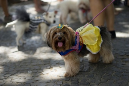 Un carnaval distractiv pentru câini și gazdele lor din Rio de Janeiro