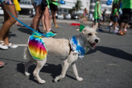 Un carnaval distractiv pentru câini și gazdele lor din Rio de Janeiro