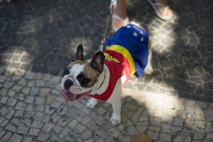 Un carnaval distractiv pentru câini și gazdele lor din Rio de Janeiro