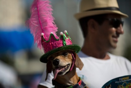 Un carnaval distractiv pentru câini și gazdele lor din Rio de Janeiro