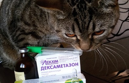 Állatorvosi elsősegélykészlet macskáknak, felesleges gyógyszerek nélkül, állatvilág gyermekek számára
