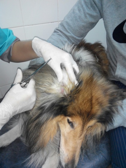 Clinici veterinare în Zaporozhye la