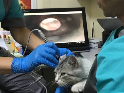 Clinici veterinare în Zaporozhye la