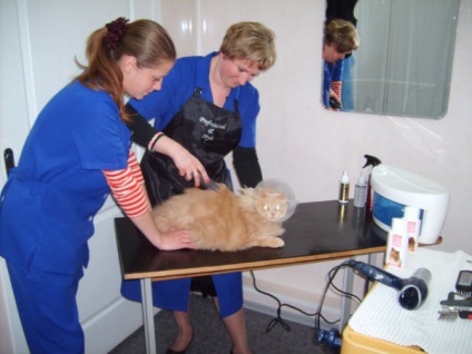 Clinici veterinare în Zaporozhye la