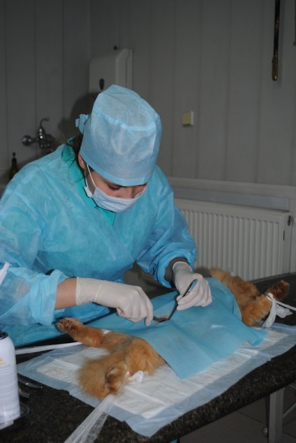 Clinici veterinare în Zaporozhye la