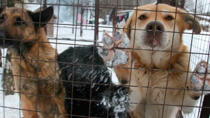 În Duma de Stat, amendamente la proiectul de lege privind tratamentul animalelor