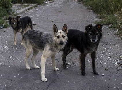 În Duma de Stat, amendamente la proiectul de lege privind tratamentul animalelor