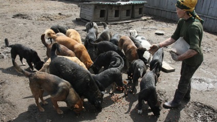 În Duma de Stat, amendamente la proiectul de lege privind tratamentul animalelor