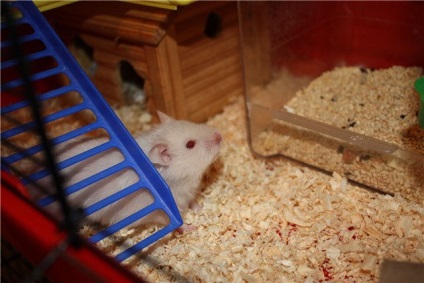 Alegerea materialului pentru hamster