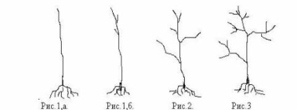 Selecția răsadurilor, măr, pere, prune, cireșe, cireșe, prune de cireșe, cenușă de munte, cătină, coacăze,