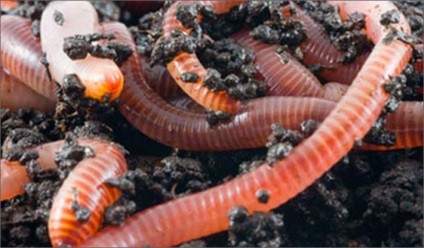 Viermele de viermi de reproducere video acasă și în țară