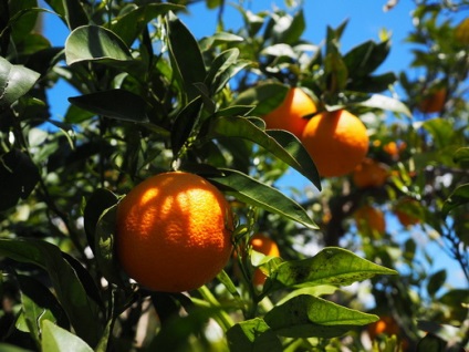 Tipuri de portocale, soiurile lor - descriere, fotografii, recenzii
