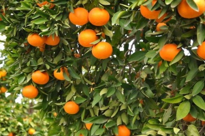 Tipuri de portocale, soiurile lor - descriere, fotografii, recenzii