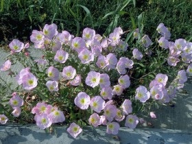 Tipuri de primrose, trăsături, cultivare și îngrijire, tehnici agrotehnice