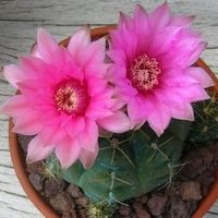 Tipuri de cactus pădure cactus, flori-blog