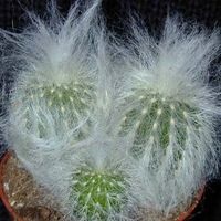 Típusú kaktusz erdei kaktusz, virágos-blog (erdő) Típusú kaktusz erdei kaktusz, virágos-blog