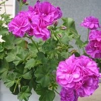 Kaktusz erdei kaktuszok, virágos-blog (kaktusz erdei kaktusz típusok) Típusú kaktusz erdei kaktusz, virágos-blog