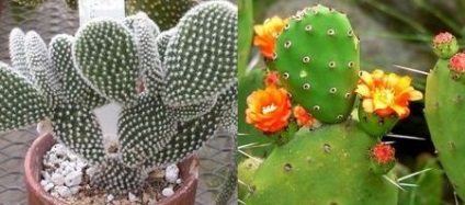 Tipuri de cactus pădure cactus, flori-blog