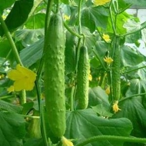 Aligátorokat (kínai uborka) termesztünk az üvegházban, a kert és a kert titkait
