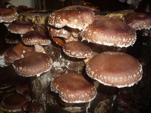 Cultivarea ciupercilor shiitake