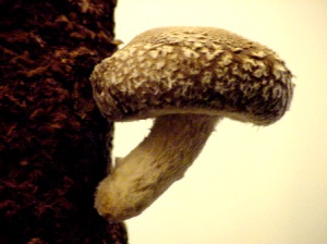 Cultivarea ciupercilor shiitake