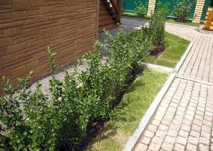 Cultivarea aplicației strălucitoare Cotoneaster ca gard viu, condiții necesare, fotografie
