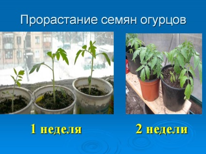 Отглеждане краставици на балкона на спазването на прости правила