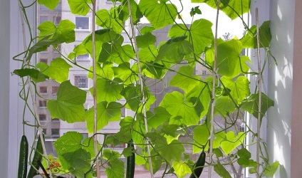 Az uborka termesztése az erkélyen az egyszerű szabályok betartása mellett