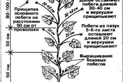 Cultivarea castravetilor in sera la pregatirea iernii, varfurile si conditiile