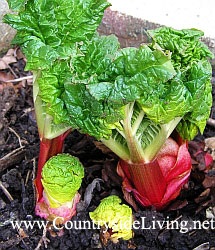 Cultivarea legumelor și a plantelor pentru grădină