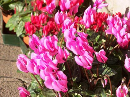 Cyclamen cultivare