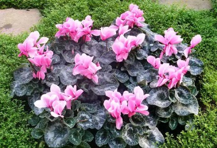 Cyclamen cultivare